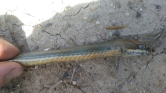 Masticophis schotti ruthveni