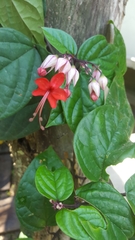Clerodendrum thomsoniae