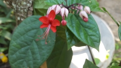 Clerodendrum thomsoniae