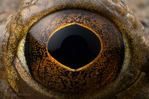 American Bullfrog photographed in Oklahoma
