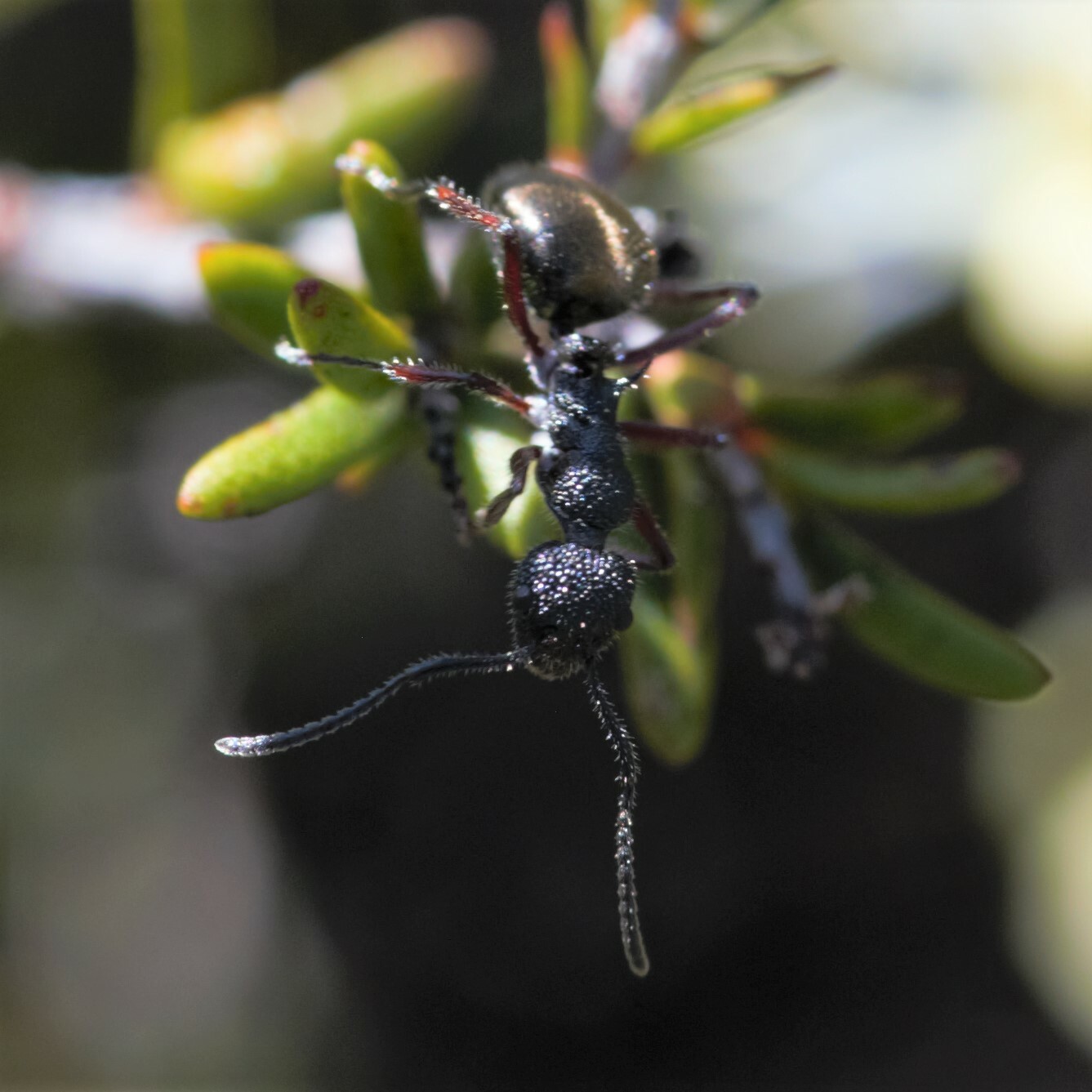 Dolichoderus angusticornis