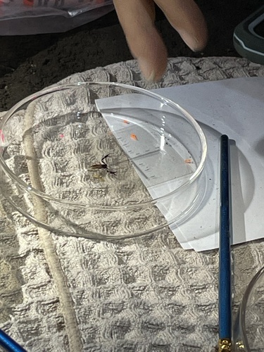 Great Basin Cave Pseudoscorpion