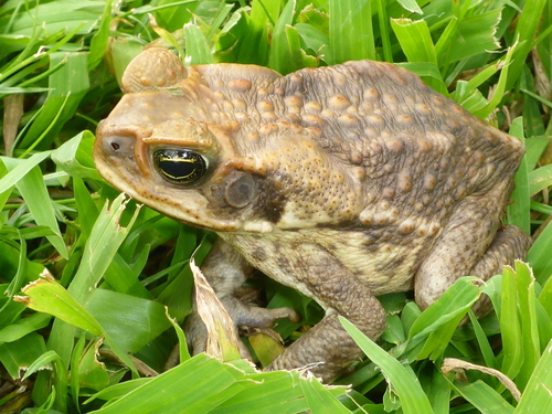 Rhinella marina observed 2016-02-26