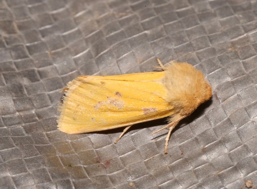 Chihuahuan Nocloa photo 5