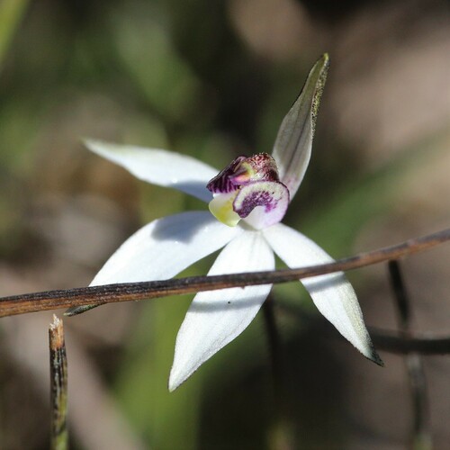 Image of Caladenia saccharata by (c) Hugo Innes, some rights reserved (CC BY)