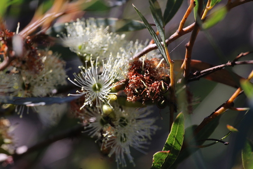 Image of Eucalyptus xanthonema by (c) Hugo Innes, some rights reserved (CC BY)