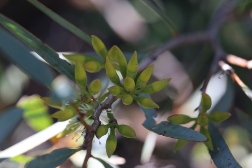 Image of Eucalyptus xanthonema by (c) Hugo Innes, some rights reserved (CC BY)