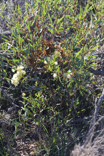 Image of Eucalyptus xanthonema by (c) Hugo Innes, some rights reserved (CC BY)