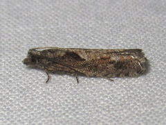 Epinotia celtisana