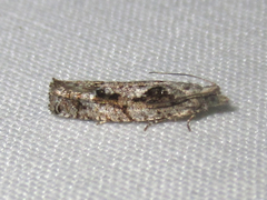 Epinotia celtisana