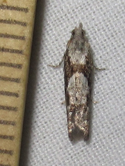Epinotia celtisana