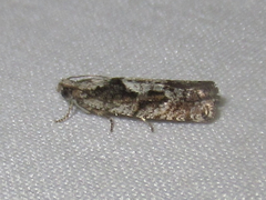 Epinotia celtisana