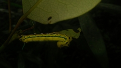 Macroglossum passalus