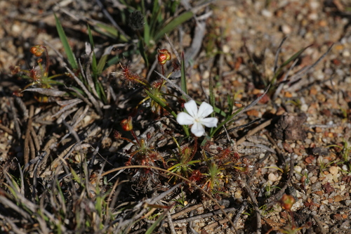 Image of Drosera scorpioides by (c) Hugo Innes, some rights reserved (CC BY)