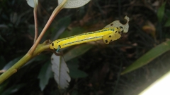 Macroglossum passalus