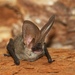 Grey Long-eared Bat - Photo (c) Rudo Jureček, some rights reserved (CC BY-NC-SA)