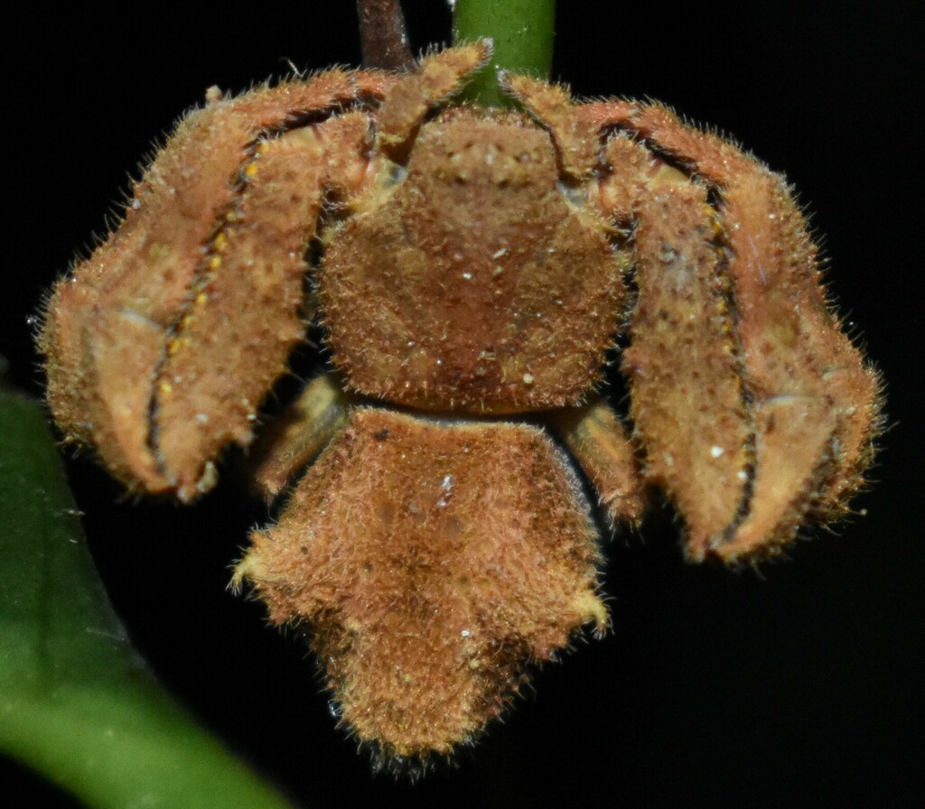 Epicadus tuberculatus