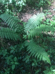 Dryopteris remota