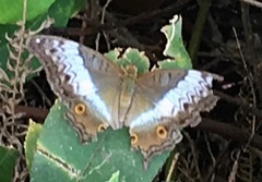 Vindula dejone erotella