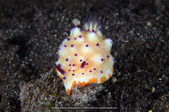 Mexichromis multituberculata