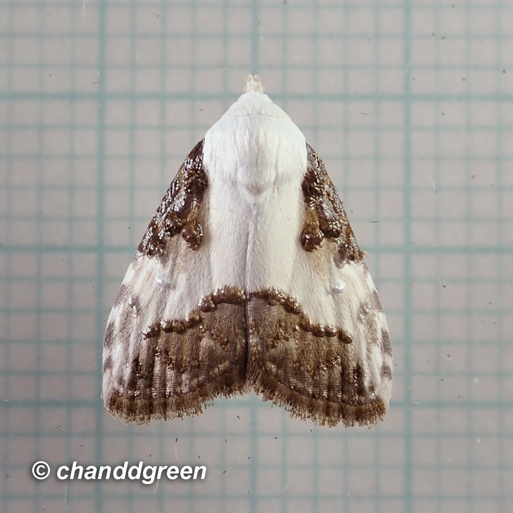 Aeneanola