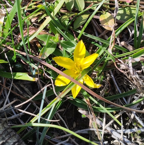 Nothoscordum felipponei