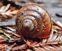 Helminthoglypta nickliniana