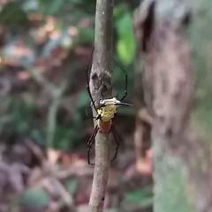 Micrathena miles