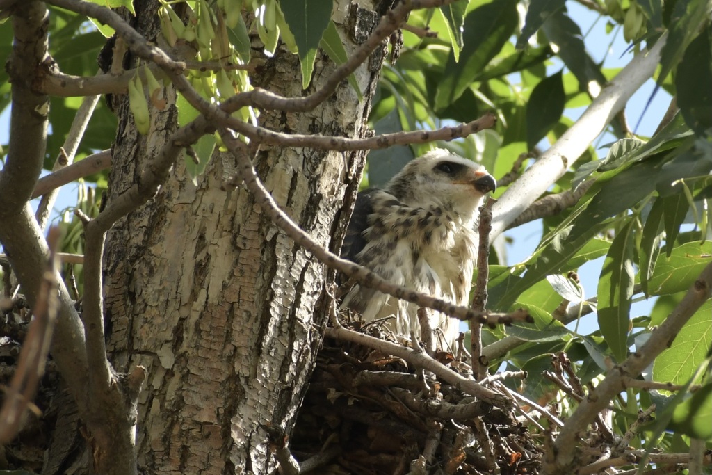 Mississippi Kite from Colorado Springs, CO on August 5, 2023 at 1013 AM by rickboyer. First