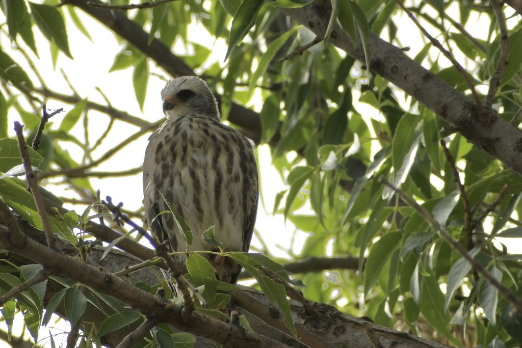 Mississippi Kite from Colorado Springs, CO on August 12, 2023 at 0357 PM by rickboyer. First