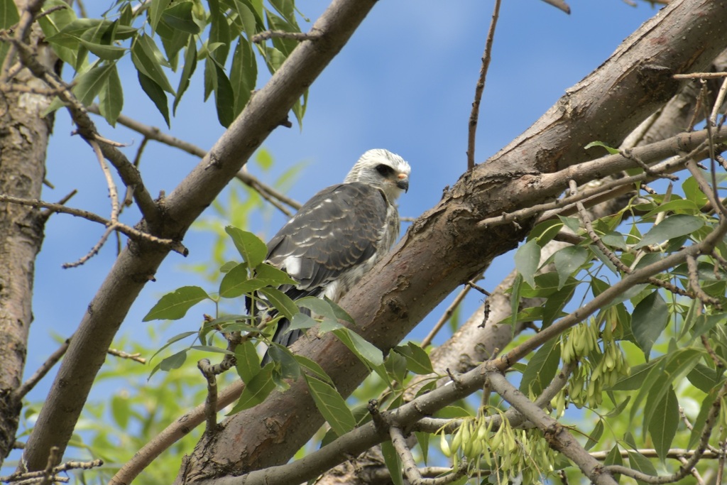 Mississippi Kite from Colorado Springs, CO on August 12, 2023 at 0355 PM by rickboyer. First