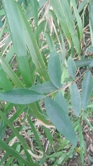 Wikstroemia lanceolata