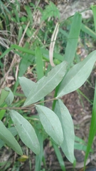 Wikstroemia lanceolata