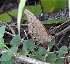 Melanitis leda bankia