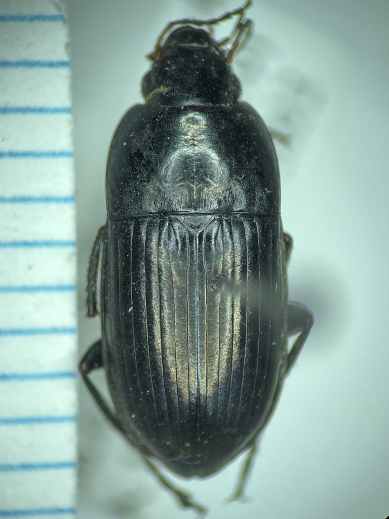Amara conflata