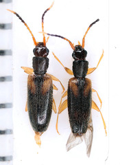 Telephanus