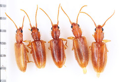 Telephanus