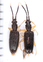 Telephanus