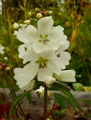 Sidalcea candida