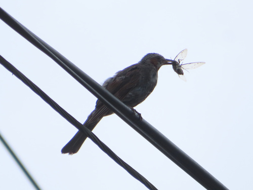 Orpheusbülbül (Hypsipetes amaurotis)