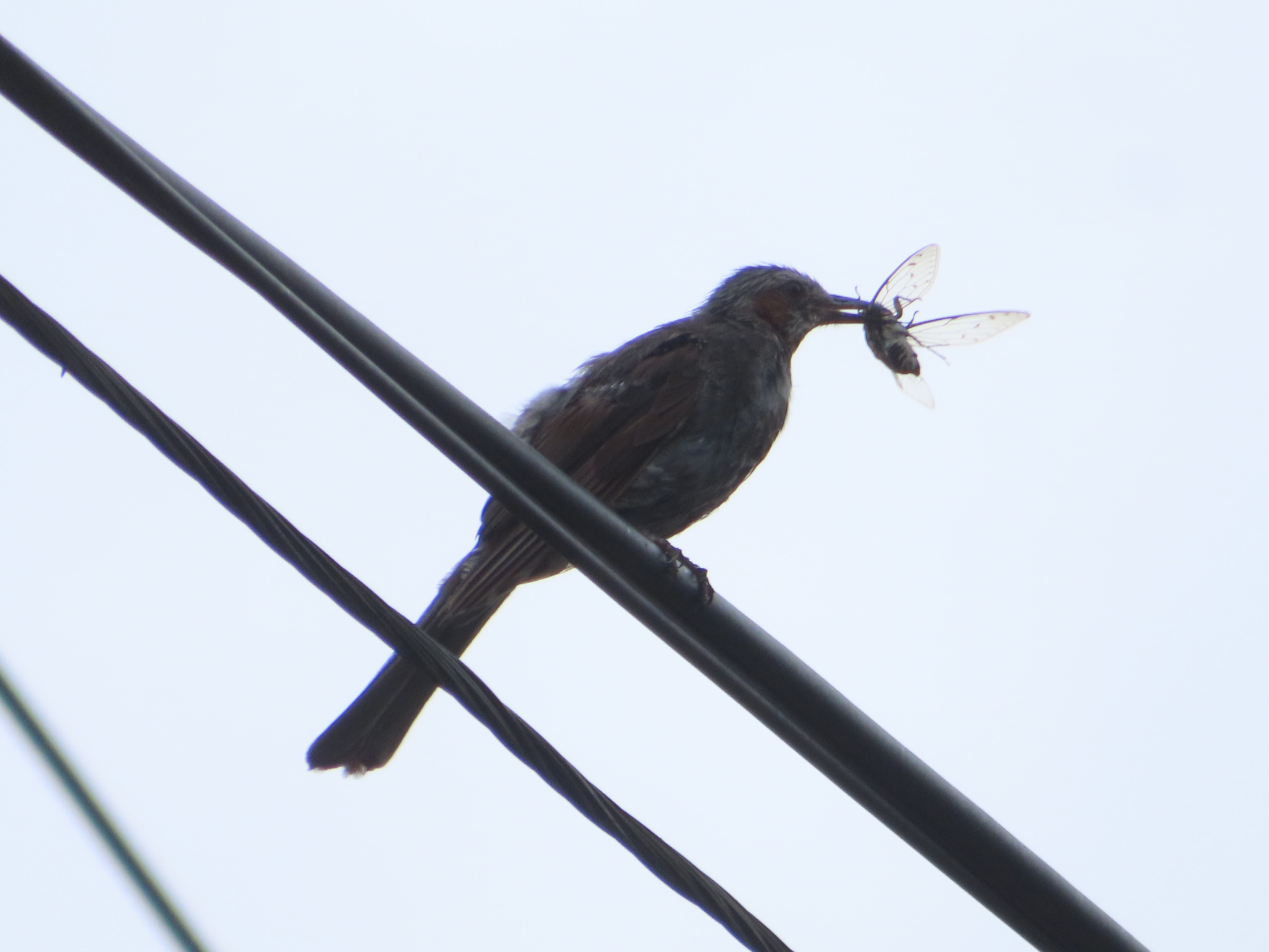 Brown-eared Bulbul illustration