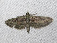 Eupithecia longidens