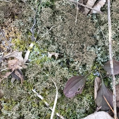 Cladonia furcata image
