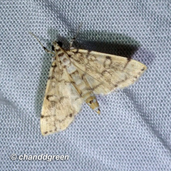 Lamprosema tampiusalis