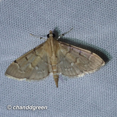 Herpetogramma rudis