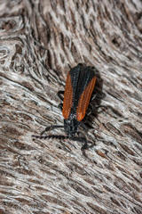 Xylobanus meyricki