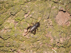 Miogryllus