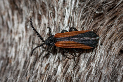 Xylobanus meyricki