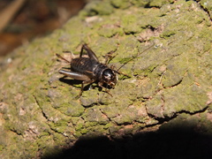 Miogryllus