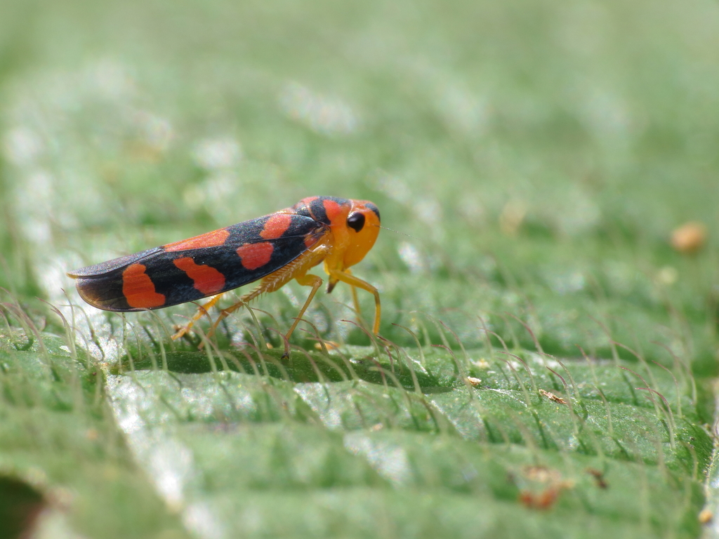 Pawiloma festiva